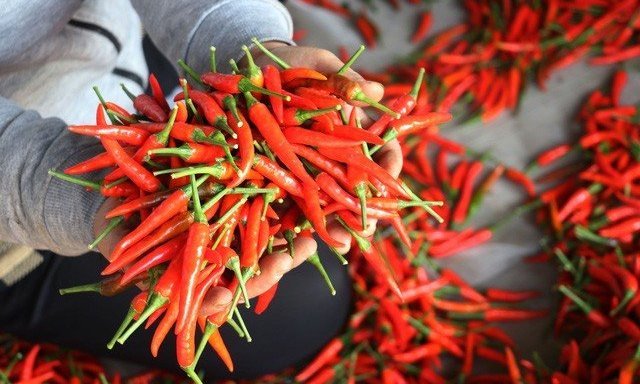 XUẤT KHẨU ỚT SANG THỊ TRƯỜNG TRUNG QUỐC TĂNG 72,3% ĐẦU NĂM 2023 